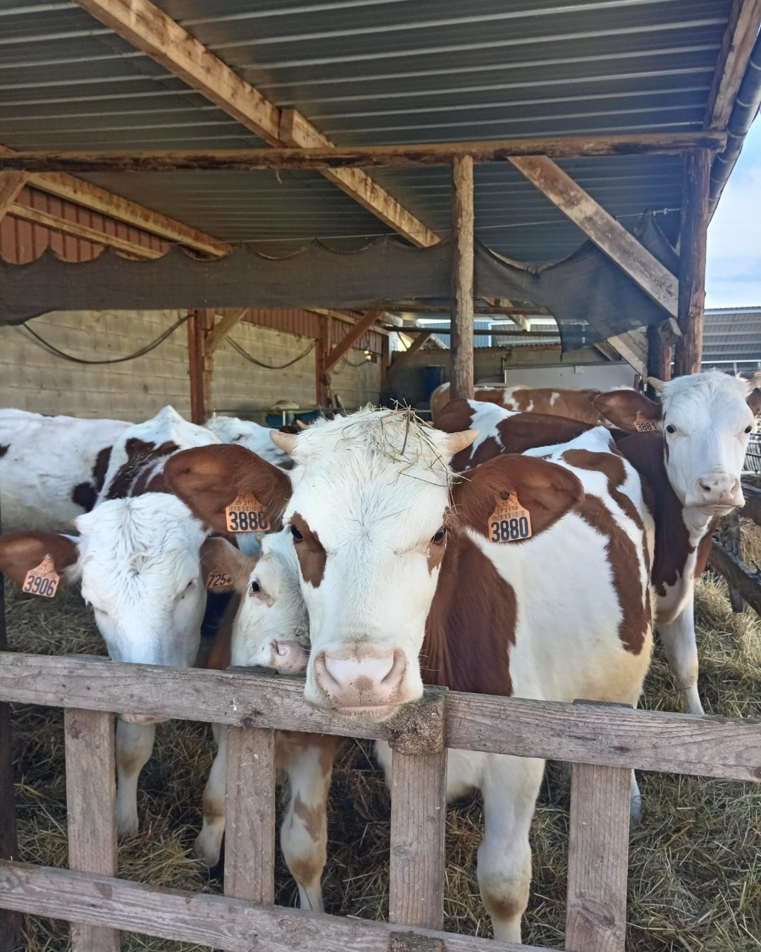 vaches